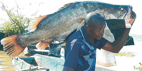 Nile Perch Stocks In L Victoria Up By 30 But Size Still Worrisome Softpower News Nile Perch Stocks In L Victoria Up By 30 But Size Still Worrisome Softpower News
